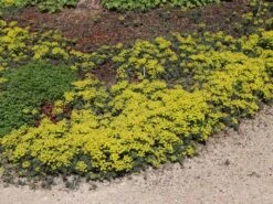 Zypressen-Wolfsmilch -Günstiges Garten Zart Geschäft zypressen wolfsmilch m077599 w 0