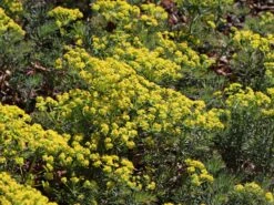 Zypressen-Wolfsmilch -Günstiges Garten Zart Geschäft zypressen wolfsmilch m077599 w 1