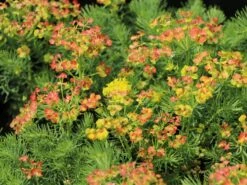 Zypressen-Wolfsmilch -Günstiges Garten Zart Geschäft zypressen wolfsmilch m077599 w 2