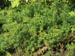 Zypressen-Wolfsmilch -Günstiges Garten Zart Geschäft zypressen wolfsmilch m077599 w 3