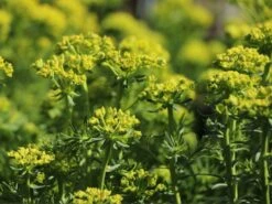 Zypressen-Wolfsmilch -Günstiges Garten Zart Geschäft zypressen wolfsmilch m077599 w 4