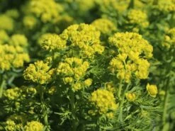 Zypressen-Wolfsmilch -Günstiges Garten Zart Geschäft zypressen wolfsmilch m077599 w 5