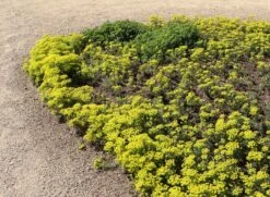 Zypressen-Wolfsmilch -Günstiges Garten Zart Geschäft zypressen wolfsmilch m077599 w 7