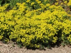 Zypressen-Wolfsmilch -Günstiges Garten Zart Geschäft zypressen wolfsmilch m077599 w 8