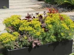 Zypressen-Wolfsmilch -Günstiges Garten Zart Geschäft zypressen wolfsmilch m077599 w 9